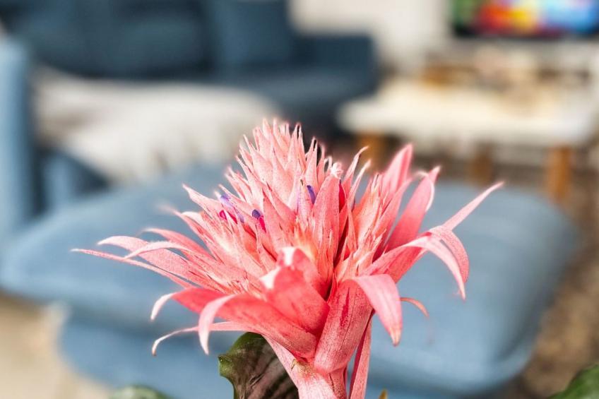 Sonniges, zentrales Apartment mit einem Schlafzimmer - foto 4