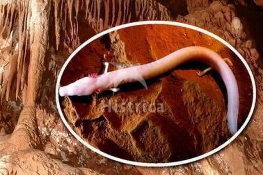 Ferienvilla "Nina" mit eigenem Pool - foto 28