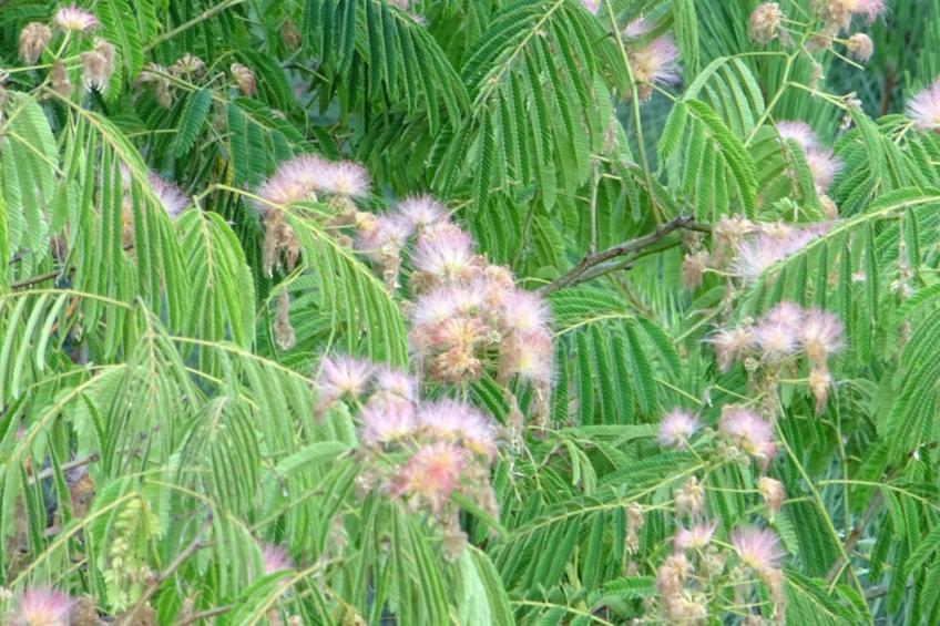 Klimatisiertes Ferienhaus mit Pool - foto 35