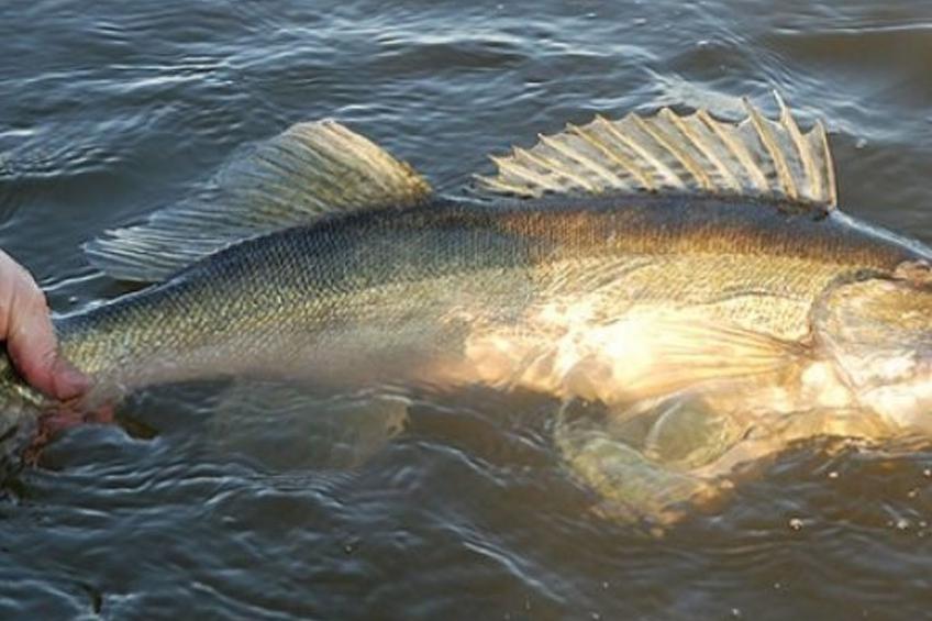 Abborren mit eigenem Ruderboot - foto 16