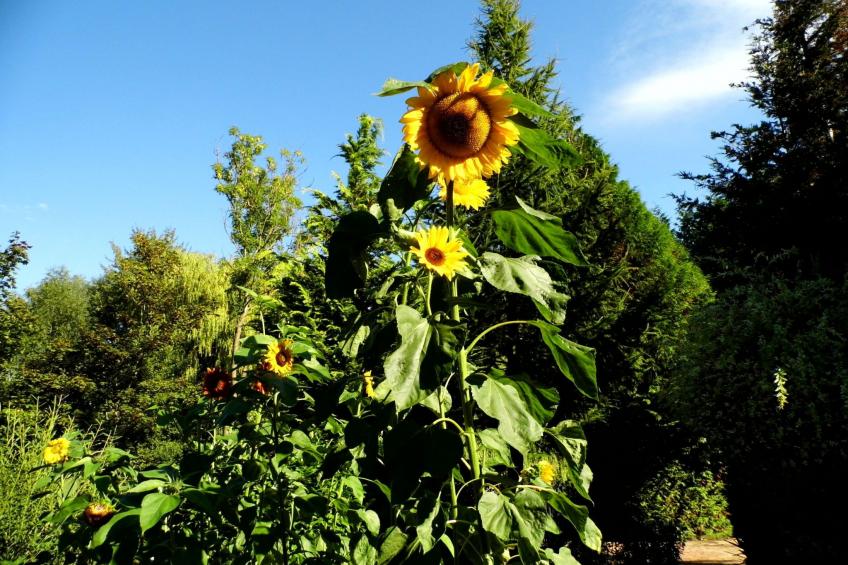 am malerischen Nepperminer See - foto 33