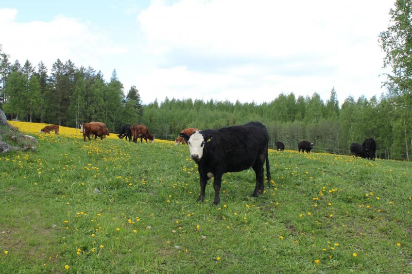 Anwesen mit eigenem Garten und Grill - foto 25