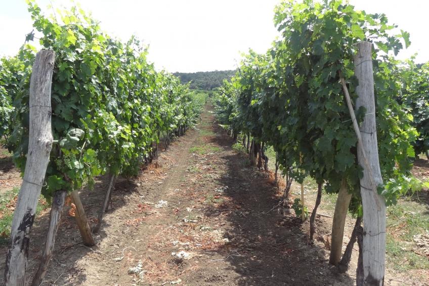 Hütte mit Garten, Grill und Terrasse - foto 35