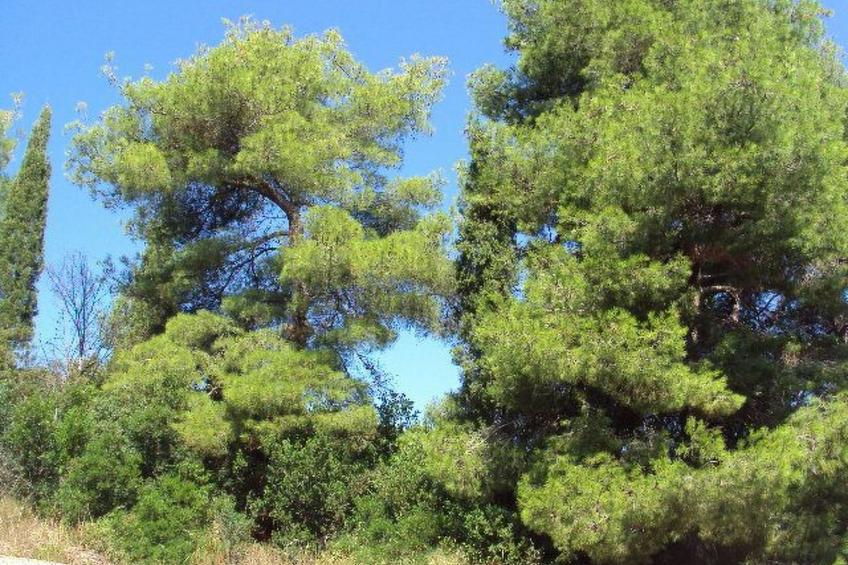 Schönes Apartment in Zaglav mit Außenkamin - foto 46