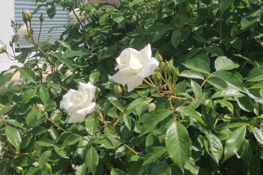 Dittrich in Pirna - foto 17