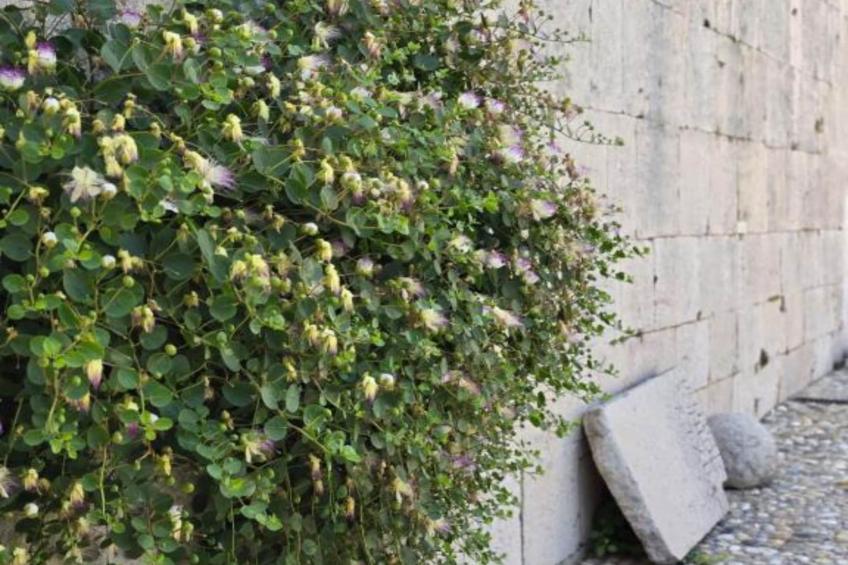 Heritage Hotel Maškovića Han Deluxe Suite - foto 20