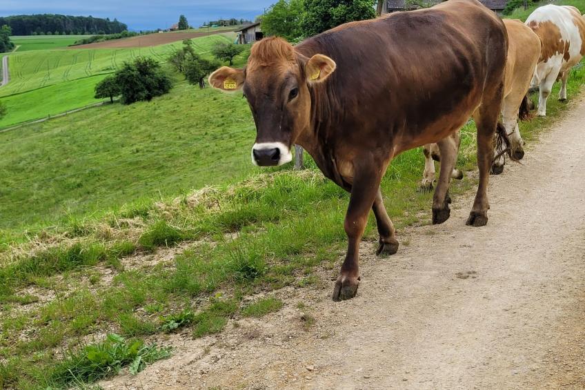 Chalet Staufenhof - foto 25