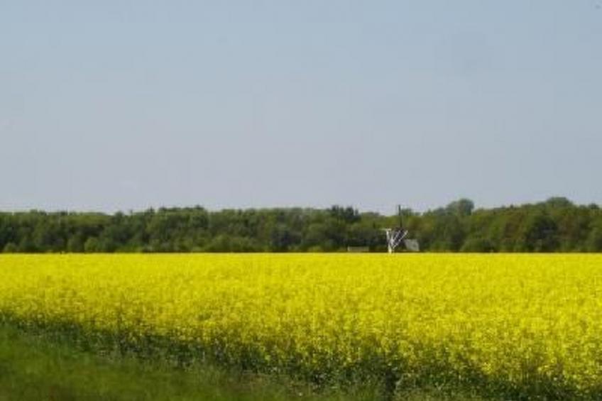 Gemütlicher Ferienhof Loosternest in Vriescheloo - foto 17