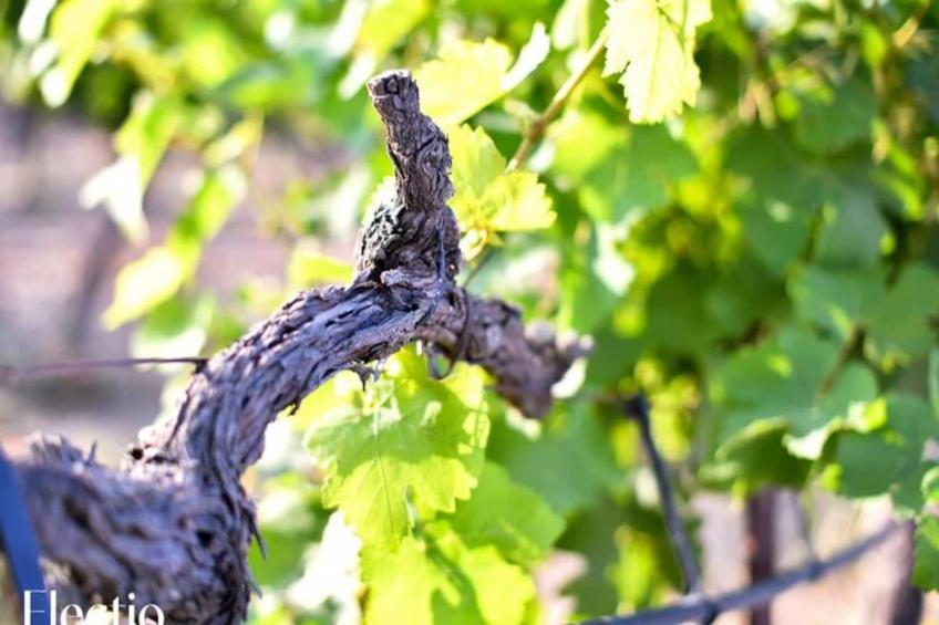 Grande Bastide | Domaine Tour Campanets - foto 36