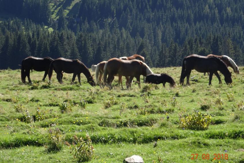 Bergchalet - foto 43