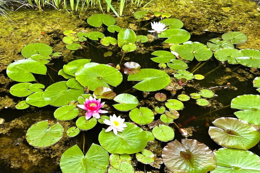 Skjoldenhof - foto 23