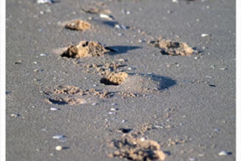 Großes Ferienhaus in Müggendorf mit Garten - foto 14