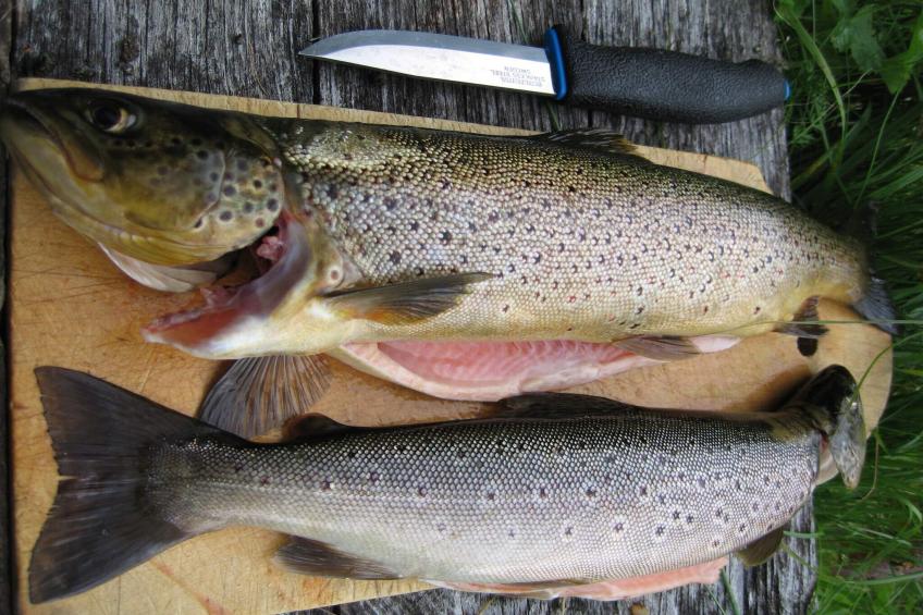 MELKEDALEN 99910 - foto 19