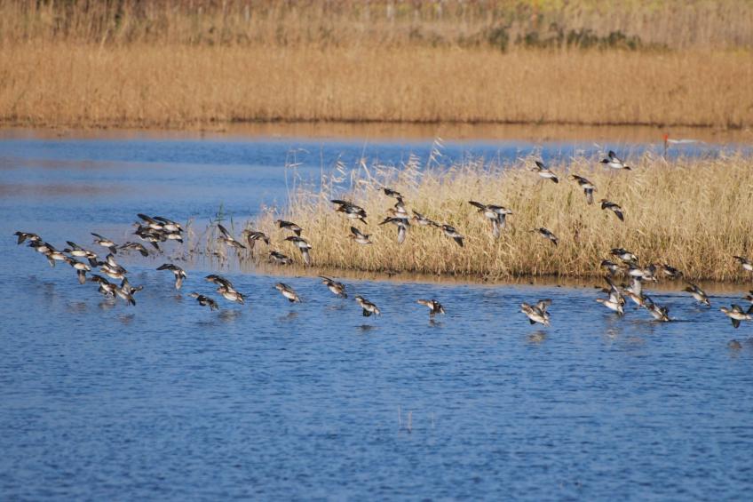 Trullo Alcova  in der Nähe des Meeres - foto 30