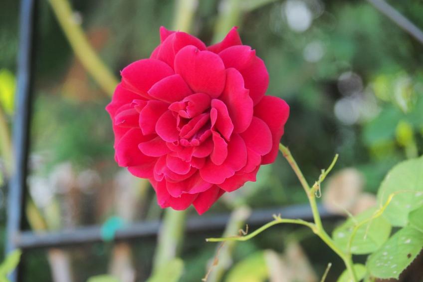 Art House Rovinj-Holiday - foto 40