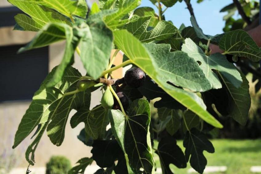 Vivez L'authenticité à La Maison "au Pied Des Vignes" - foto 33