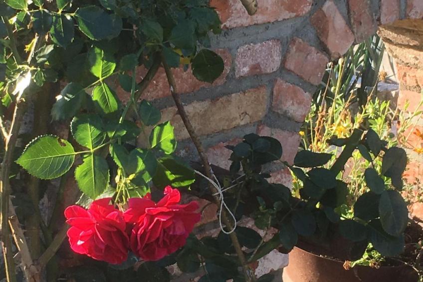 Zillendorf - foto 21