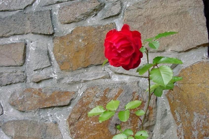 Ederseeblick in Bringhausen am Edersee - foto 22