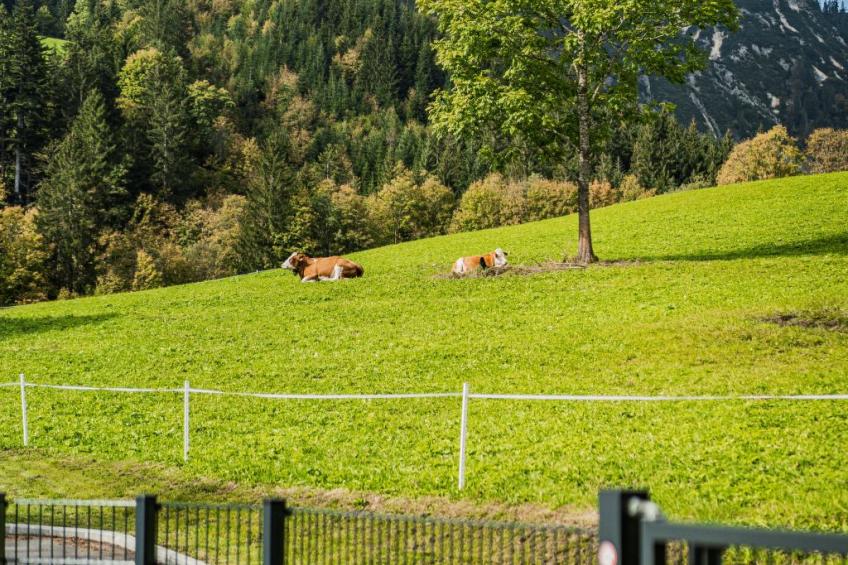 Dachstein West 3 - foto 52