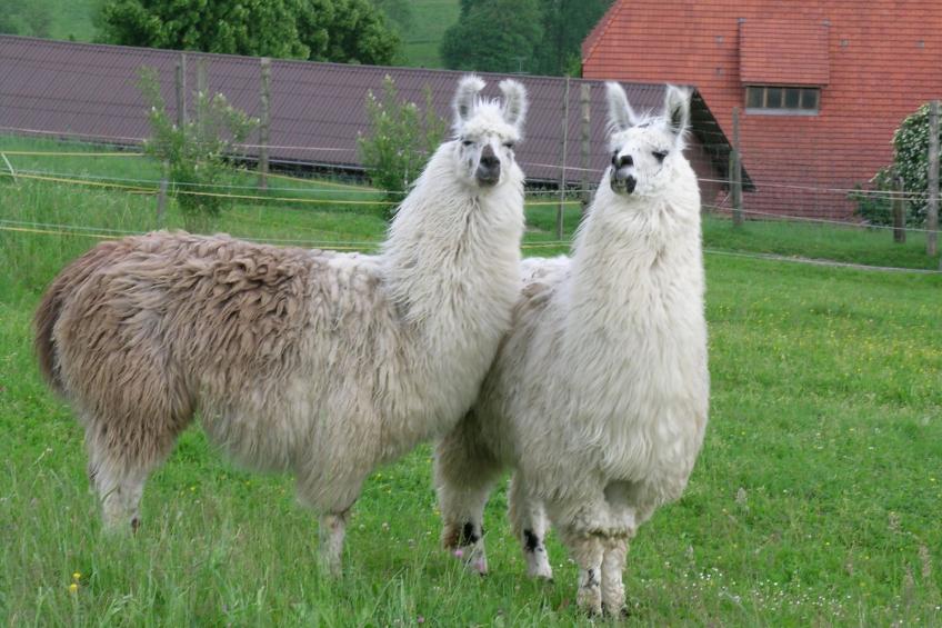 Lamahof Tschäppel - foto 12