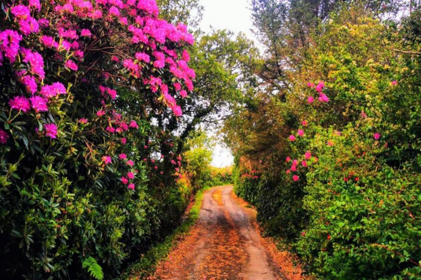 Maison à Letterfrack Galway - foto 40