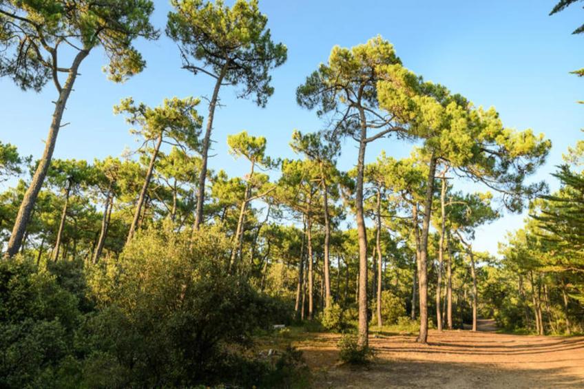 Appartements à Saint-Hilaire-de-Riez - foto 28