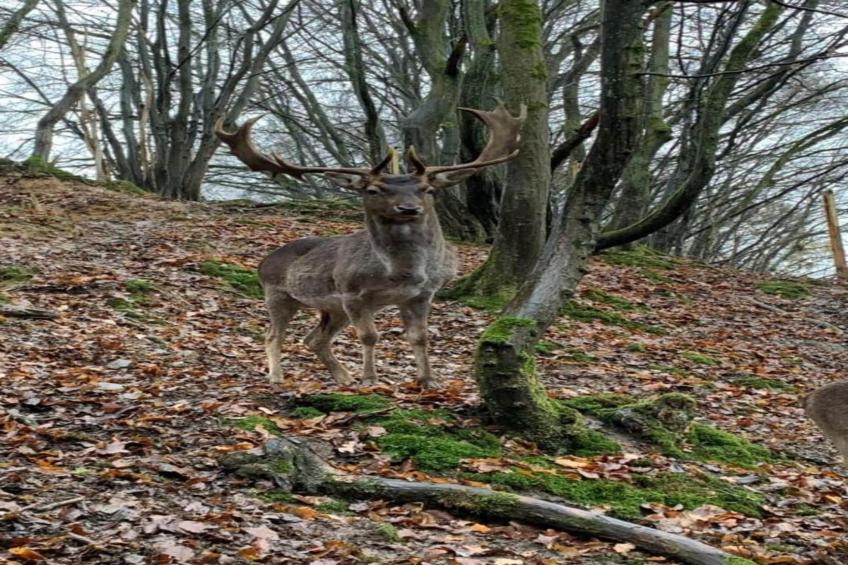 Im Westerwald - foto 32