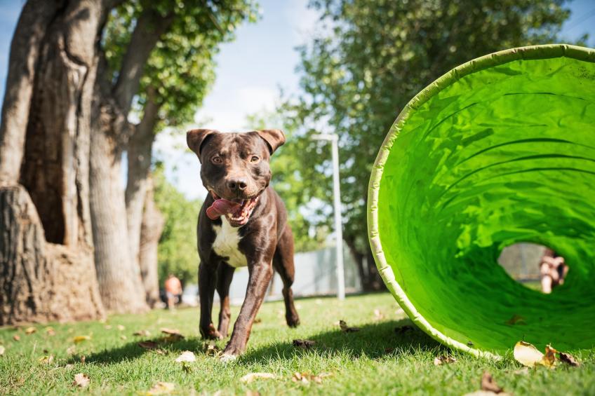 Rimini Family Resort - LODGE dog on request - foto 19