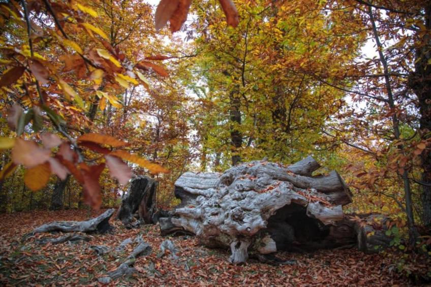 Appartamento in Villa con Giardino e Piscina - foto 32