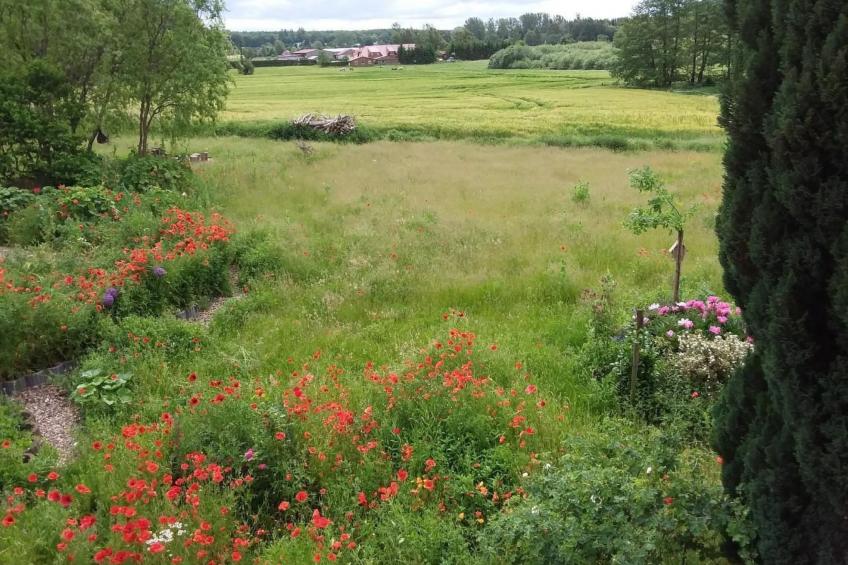 Schmetterling - foto 27