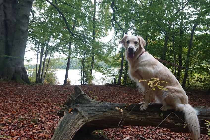 Schaalsee - Auszeit - foto 42