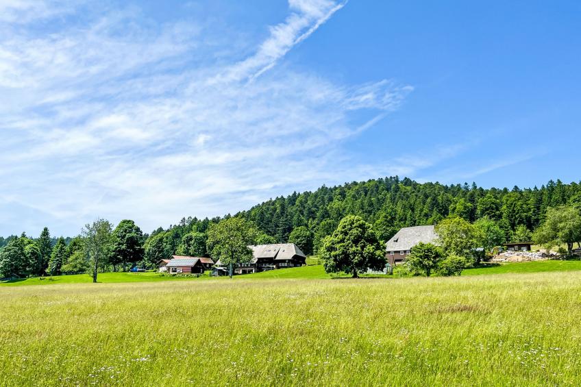 Tannenblick - foto 10