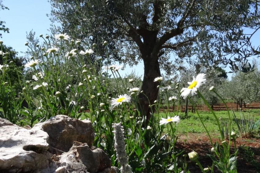 mit Privatpool für 6 Personen ca. 107 m² in Cehici, Istrien (Porec und Umg - foto 22