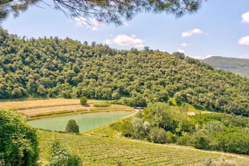Castagno - foto 38