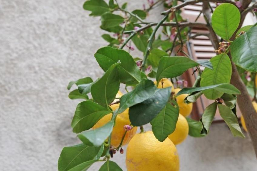 Wohnung 'Bella Vacanza 3 - foto 24