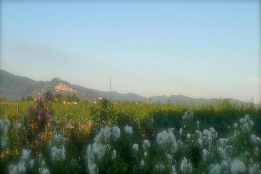 Villa Aria - foto 29