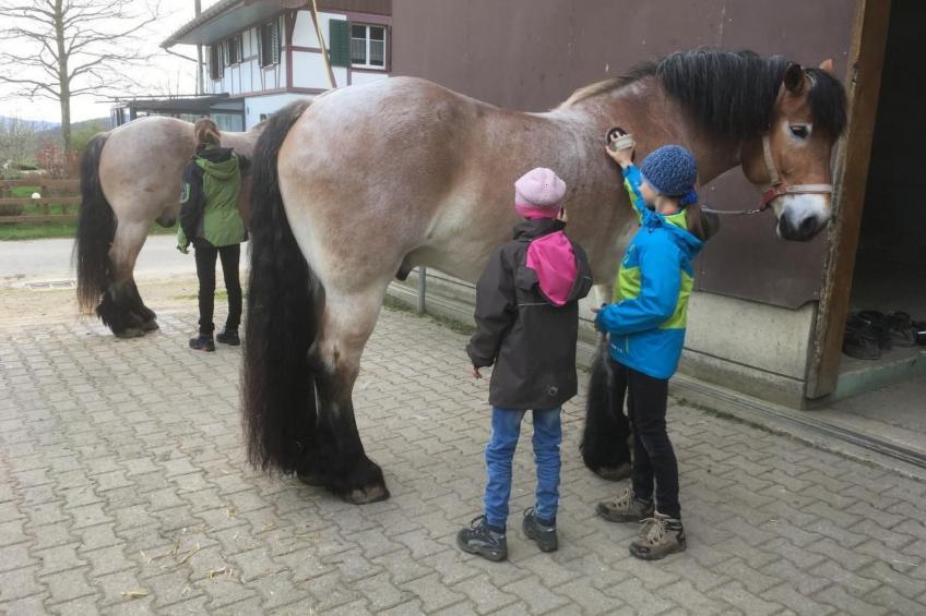 Tieroase Grünegg - foto 9