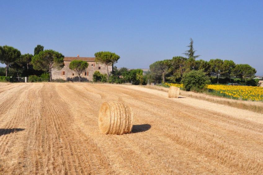 'Molinello albicocco' - foto 11