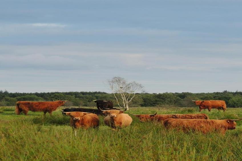 RCN Vakantiepark de Roggeberg 11 - foto 32