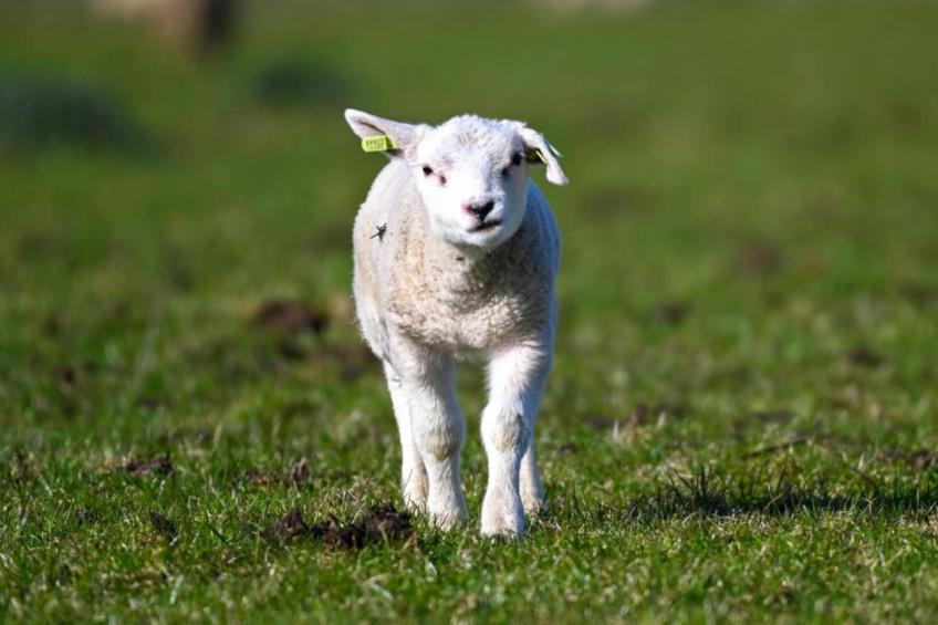 Residentie Californië - foto 20