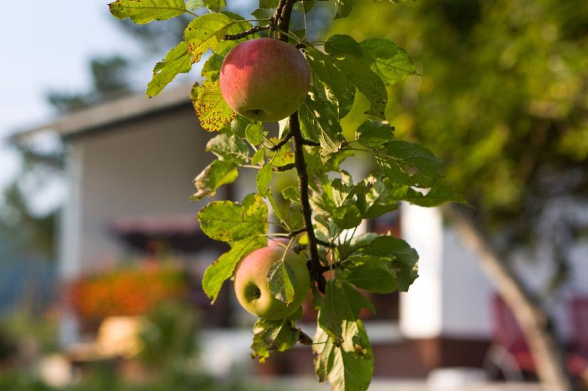 mit Garten, Grill und Terrasse - foto 3