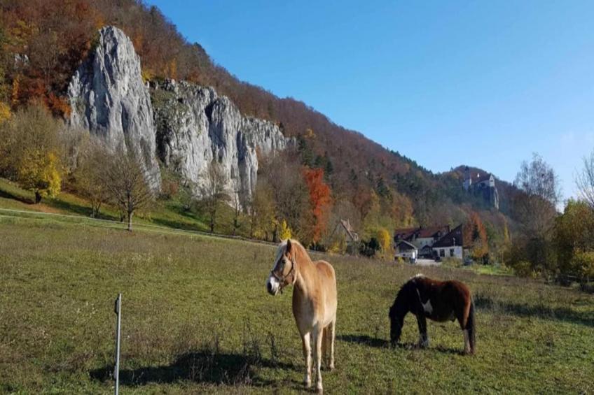 Alter Pfarrhof - foto 37