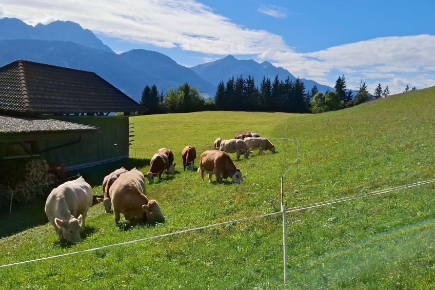 Waldpension Ranner - foto 6