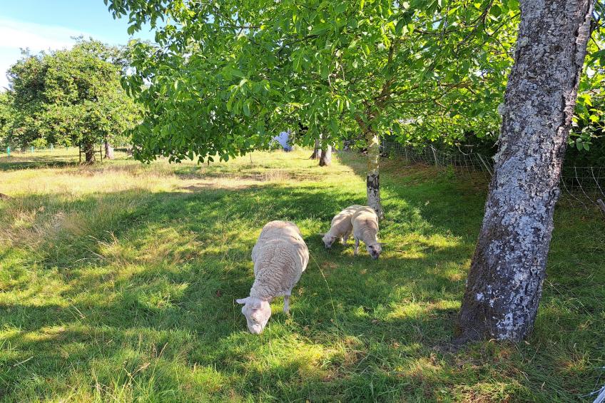 Twee-onder-een-kap woning, Hinsbourg - foto 21