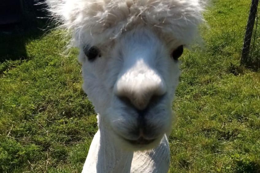 Scheunen Nest - foto 12