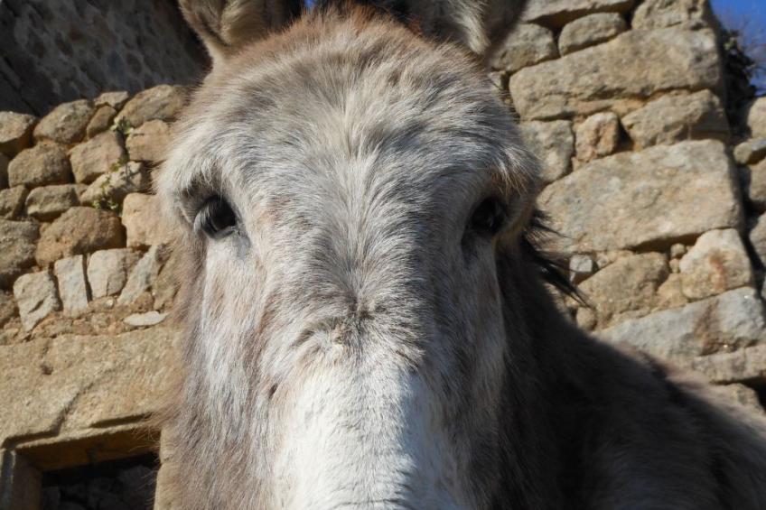 "Les Glycines" - foto 25