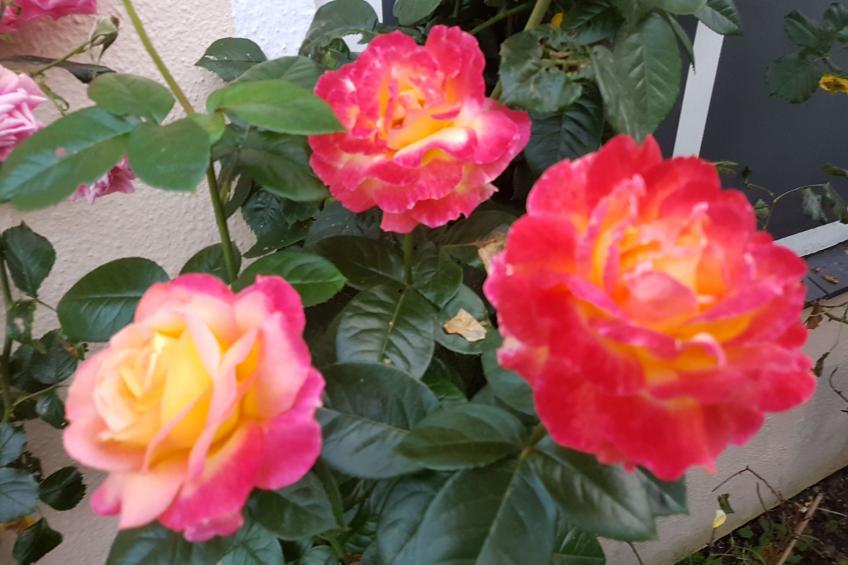 Camp  de Mar - foto 22