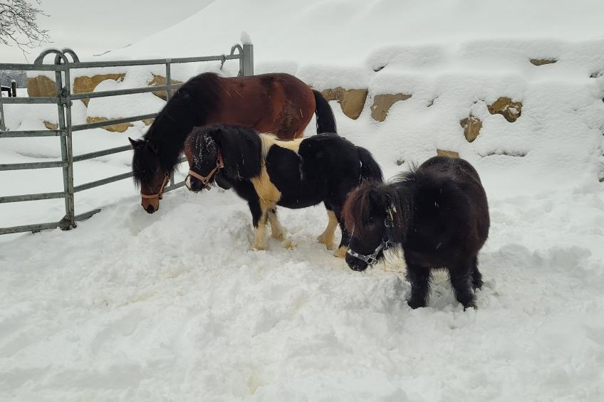 Chalet Staufenhof - foto 35