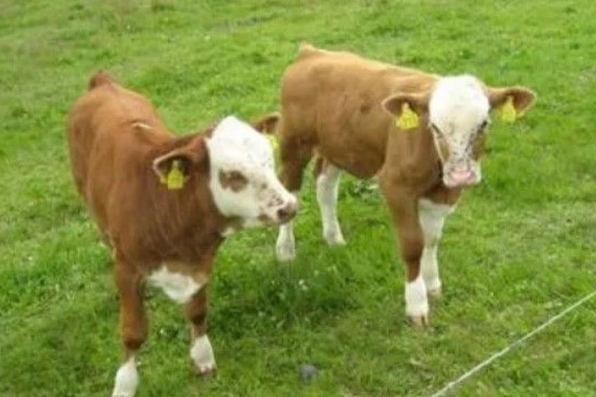 FH Panoramablick - foto 28