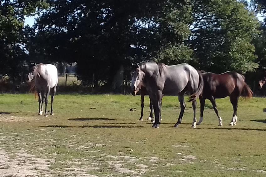 Gite Pamphilienne mit Blick auf Mont Saint Michel - foto 45